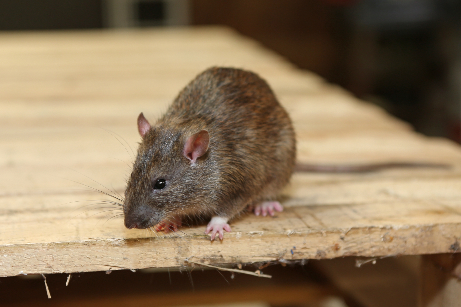 Rat extermination, Pest Control in Farningham, Eynsford, Horton Kirby, DA4. Call Now 020 8166 9746