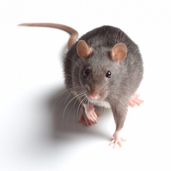 Rats, Pest Control in Farningham, Eynsford, Horton Kirby, DA4. Call Now! 020 8166 9746