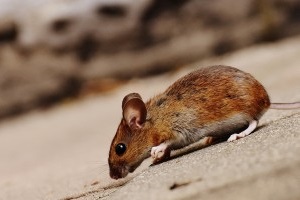 Mouse extermination, Pest Control in Farningham, Eynsford, Horton Kirby, DA4. Call Now 020 8166 9746