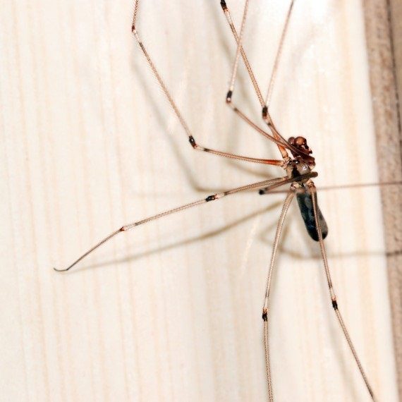 Spiders, Pest Control in Farningham, Eynsford, Horton Kirby, DA4. Call Now! 020 8166 9746