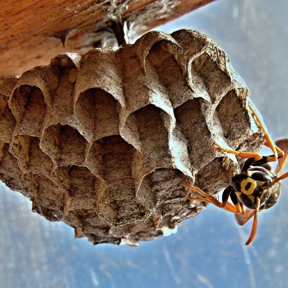 Wasps Nest, Pest Control in Farningham, Eynsford, Horton Kirby, DA4. Call Now! 020 8166 9746